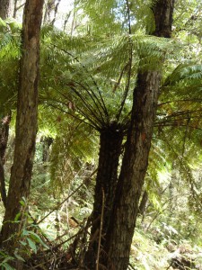 Tree ferns typically found in rainforests around the region