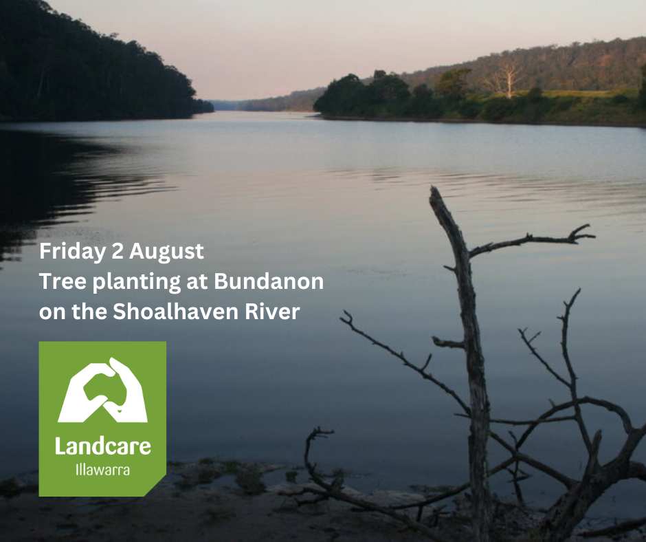 Read more about the article Bundanon Tree Planting 2 August 2024