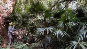 Read more about the article Future Proofing the Cabbage Tree Palm Project – Community Launch