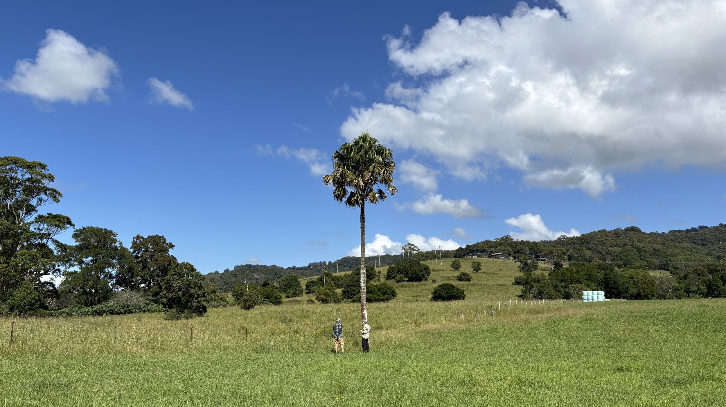 Read more about the article Cabbage Tree Palm Community Planting Day, March 2025