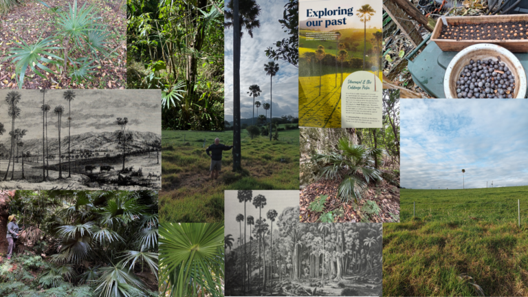 Various images of Cabbage Plam trees