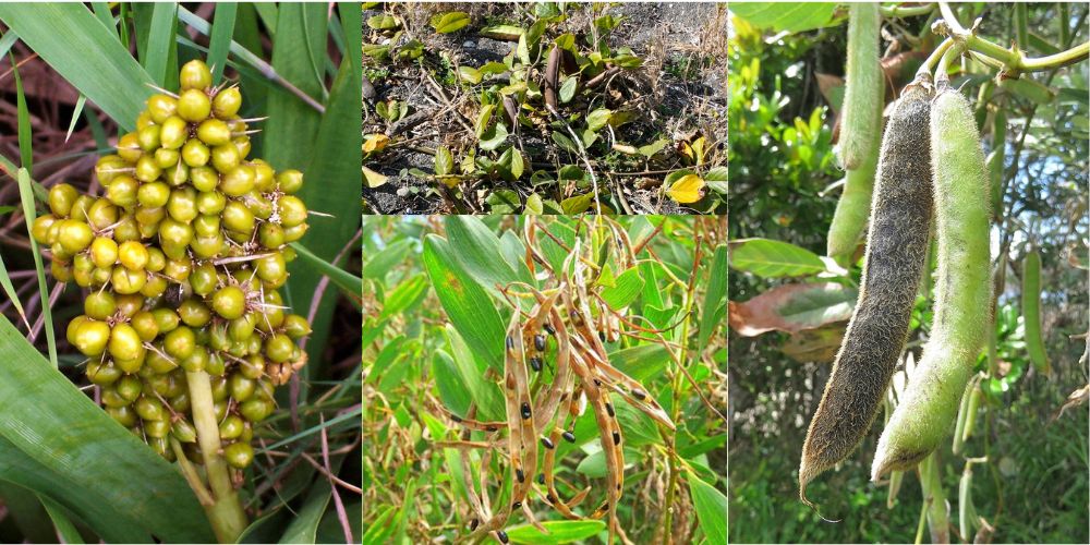 Read more about the article Coastal Seed Collection Workshop