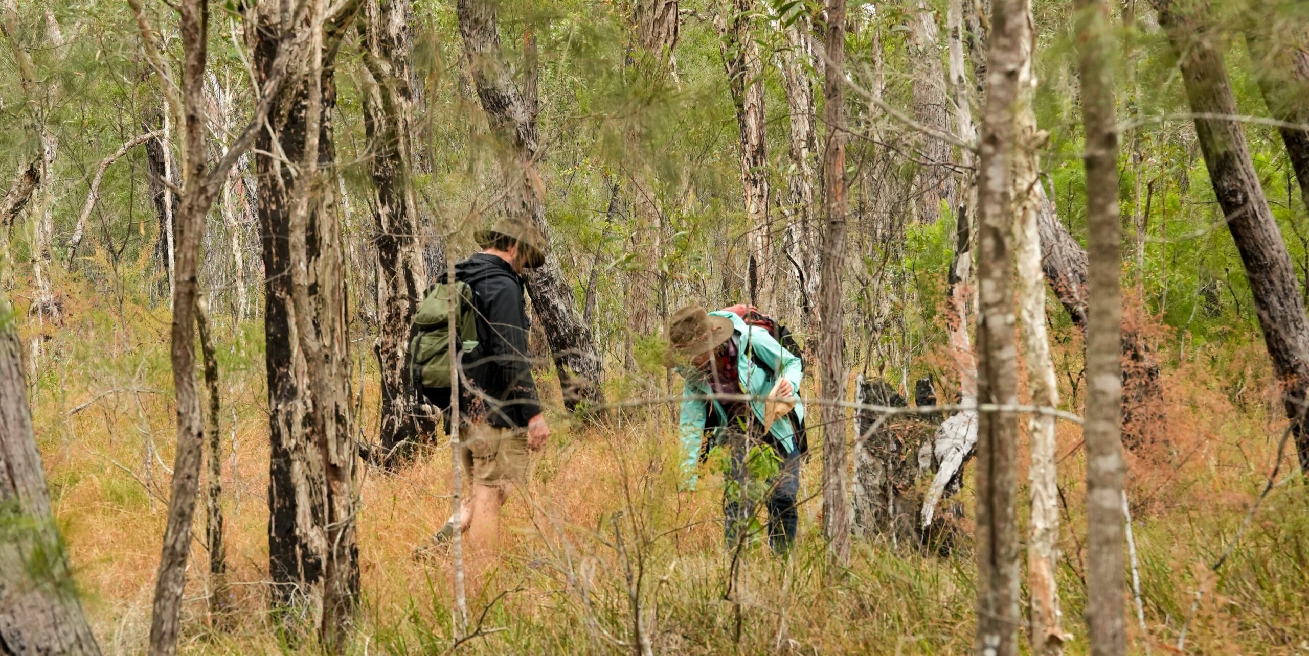 You are currently viewing Talking Landcare: Illawarra Lowland Grassy Woodlands