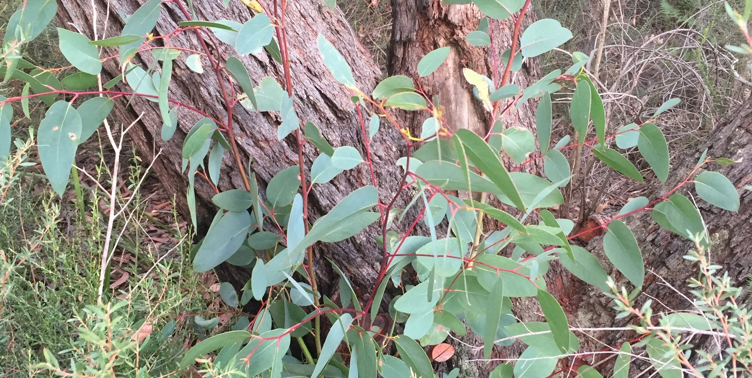 Read more about the article Eucalypt Walkshop 2025