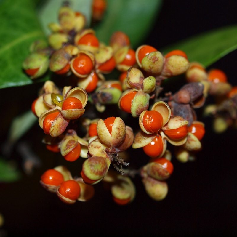 Read more about the article Make a seed bomb!