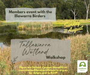 Read more about the article 11 August Walkshop at Tallawarra Wetlands