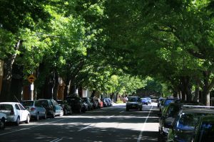 Read more about the article Street Trees – for a happier future
